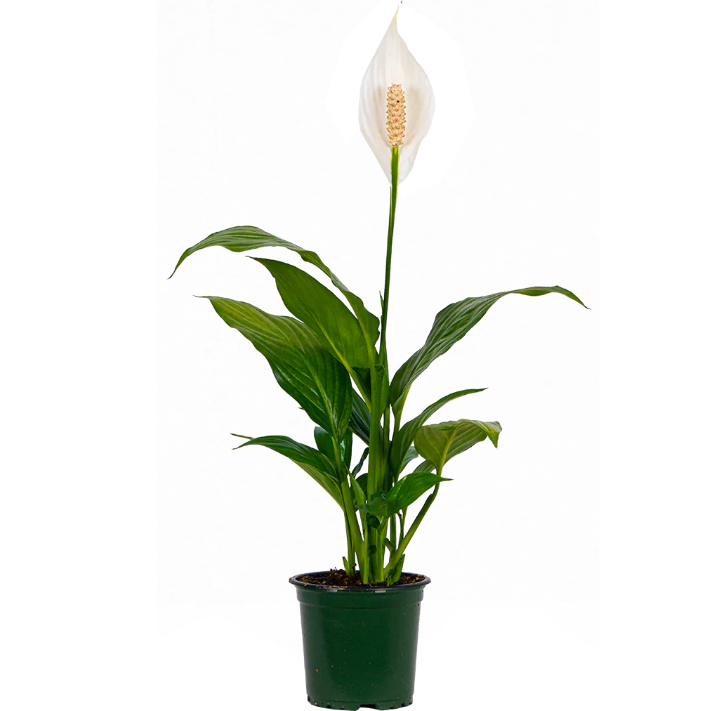Peace Lily | Spathiphyllum (S)