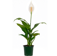 Peace Lily | Spathiphyllum (S)