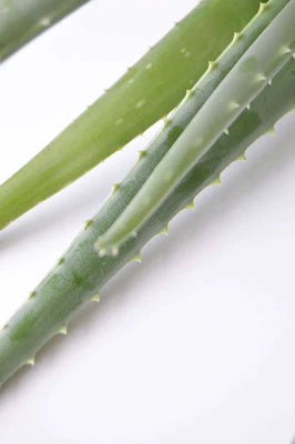 Aloe Vera (M)