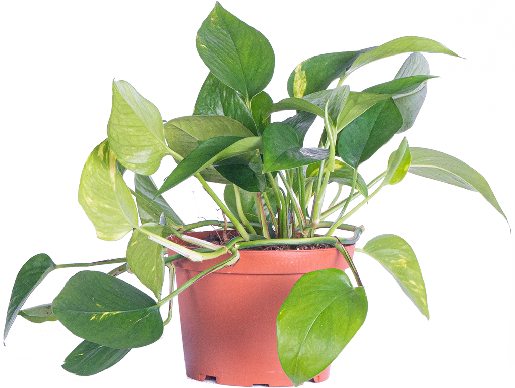 Epipremnum Aureum | Pothos Gold (M)