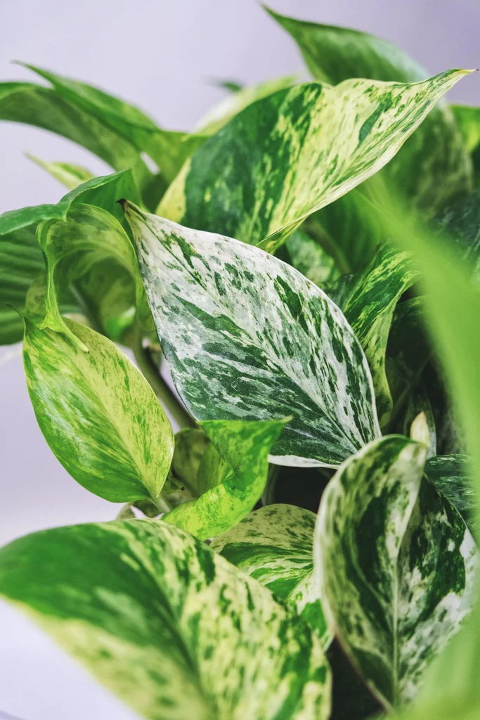 Epipremnum | Pothos Marble Queen (M)