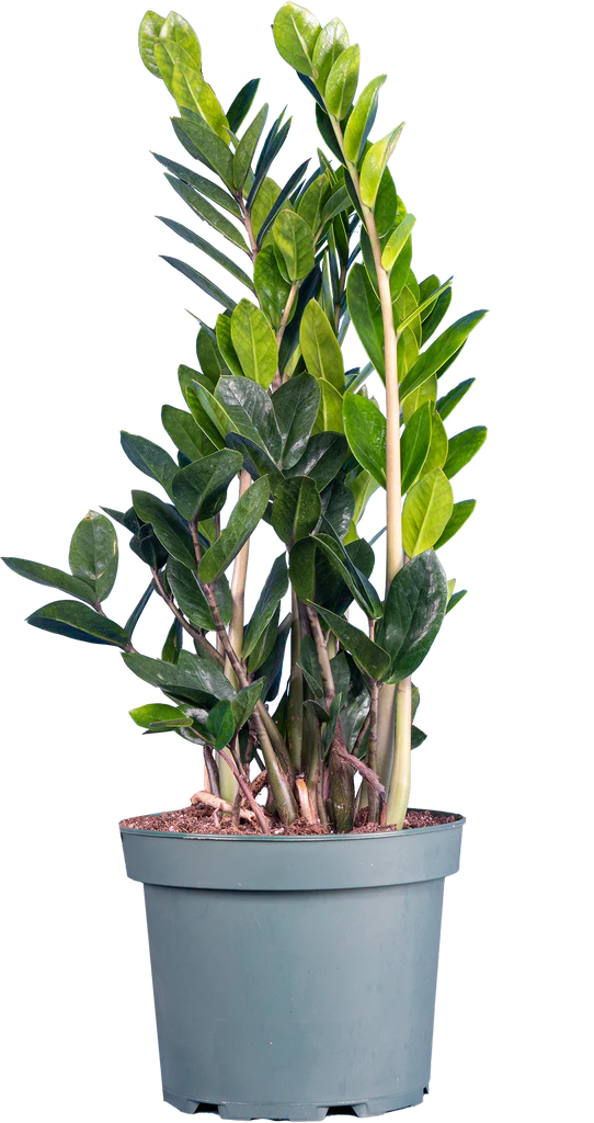 Zamioculcas (L) | ZZ Plant